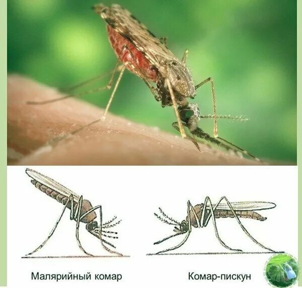 Какое развитие у малярийного комара. Малярийных комаров. Малярийный комар анофелес. Комар Пискун и малярийный комар. Самка комара рода анофелес.