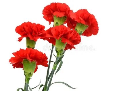 5 красных гвоздик