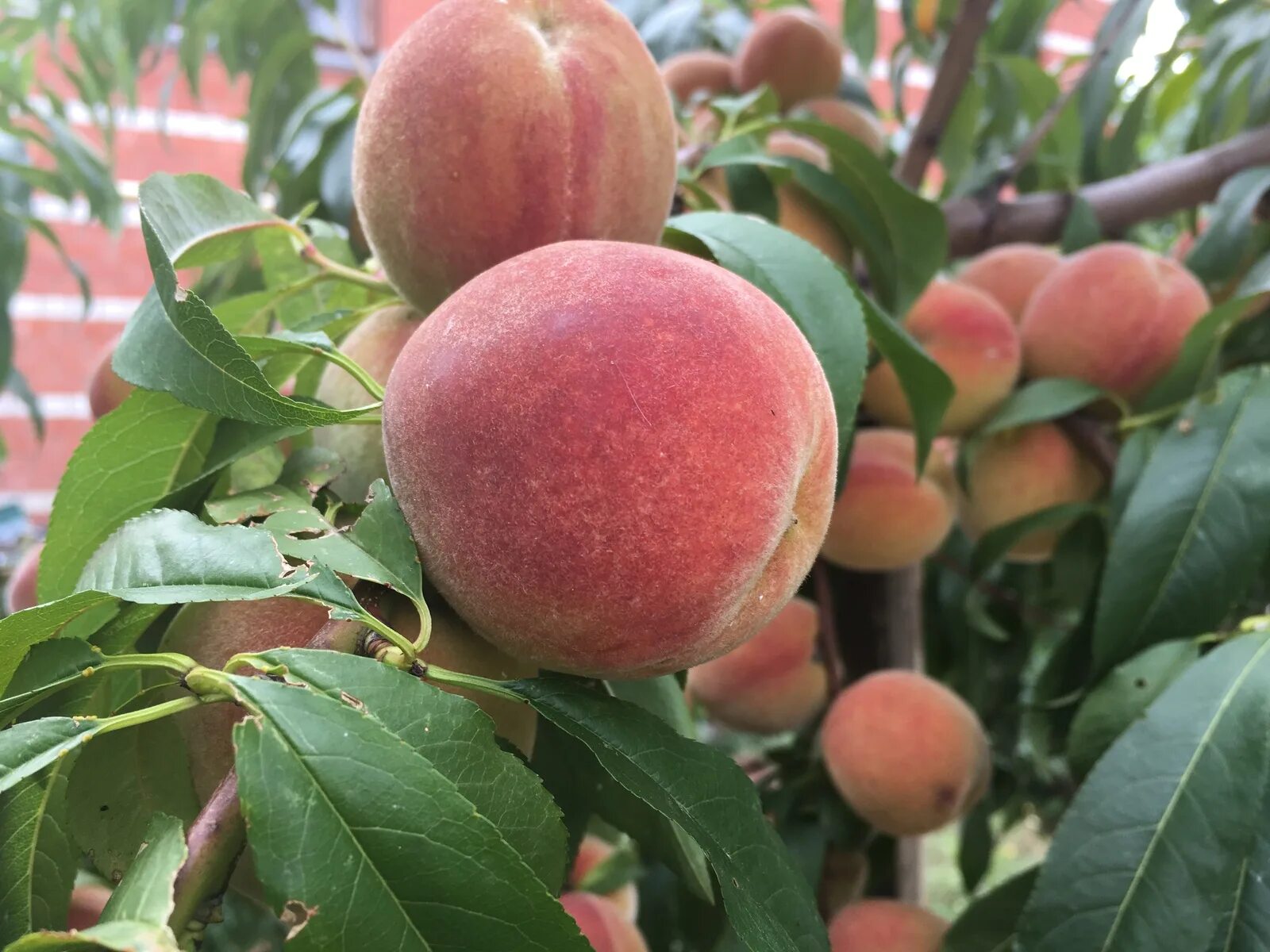 Саженцы персика Турист в Краснодаре от Natali.Garden Персик купить с доставкой п