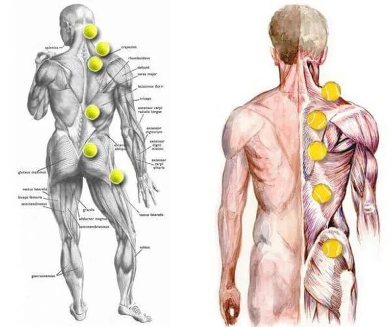 Болит спина справа причины. Самомассаж теннисным мячом триггерных точек. Болит спина. Болит спина справа.