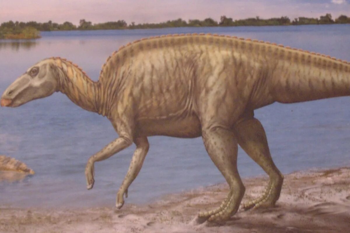 2 часть динозавра. Гадрозавр. Эдмонтозавр Гадрозавр. Эдмонтозавр динозавр. Анатотитан и Эдмонтозавр.