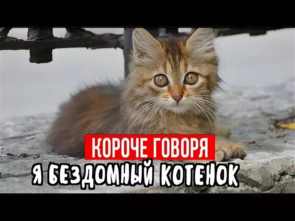 Короче бомж. Ну короче я бездомный котёнок.