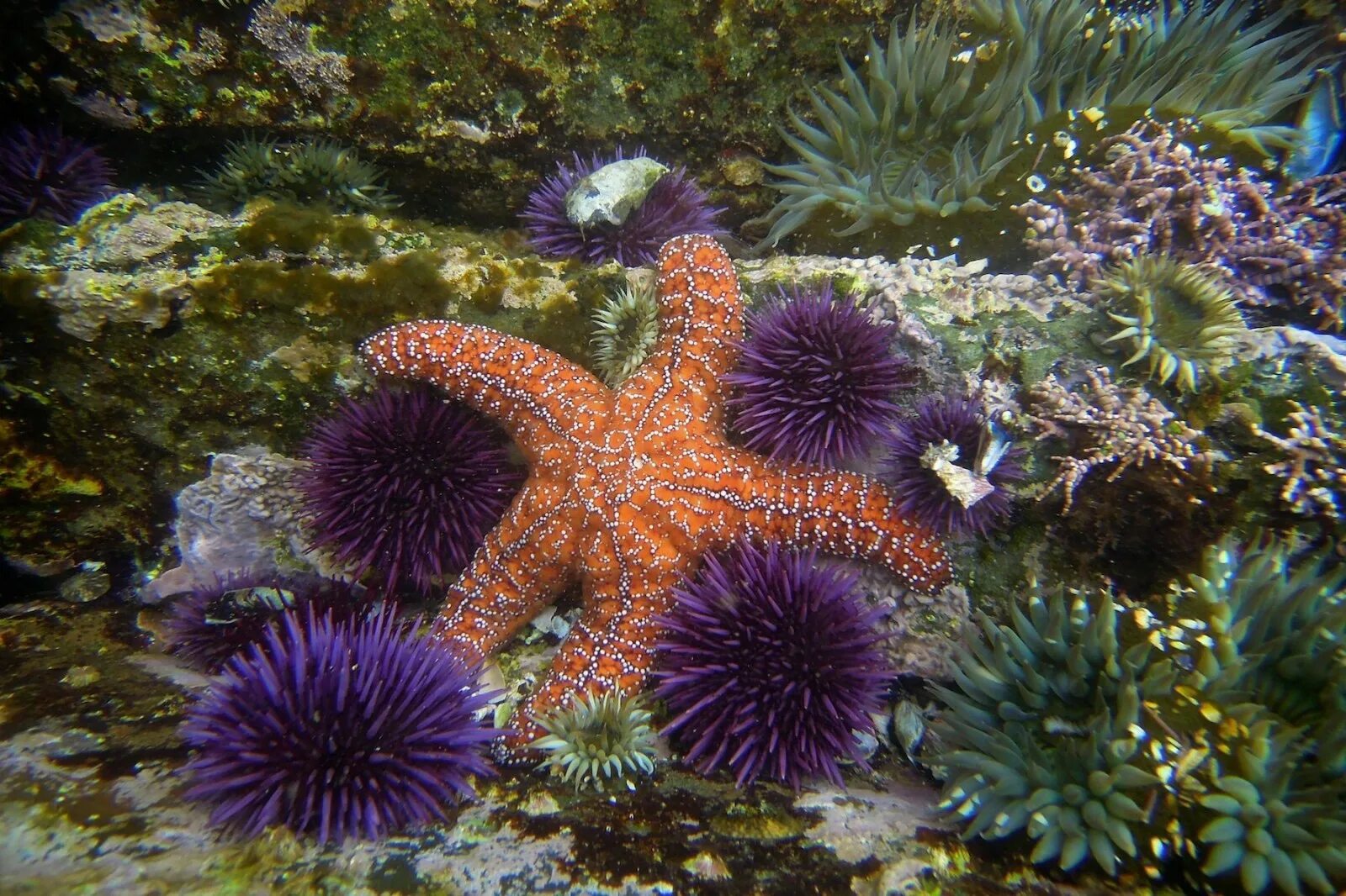 Морской добавить. Иглокожие морские ежи. морской еж охотское море. бентос морская звезда. бентос морской еж.