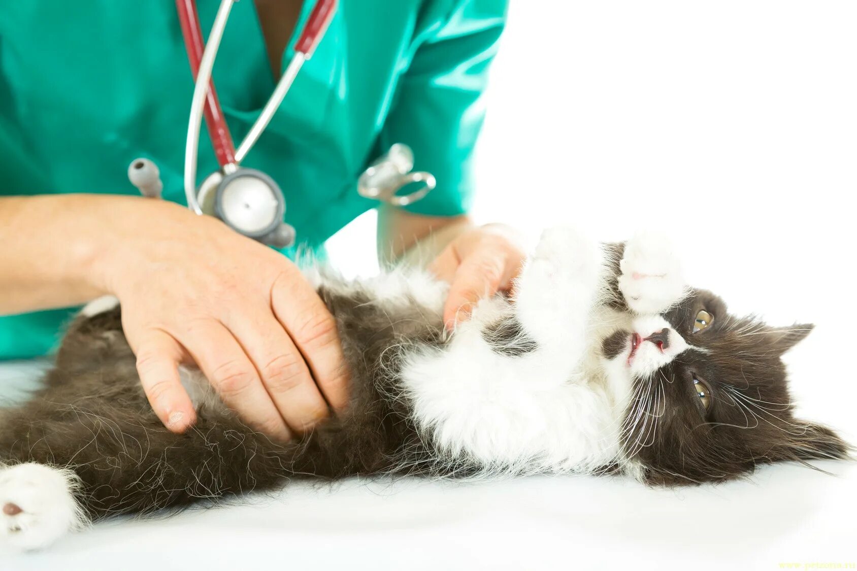 Помогли кошкам. Кошка Ветеринария. Осмотр кошки. Исследования на животных. Терапия кошками.
