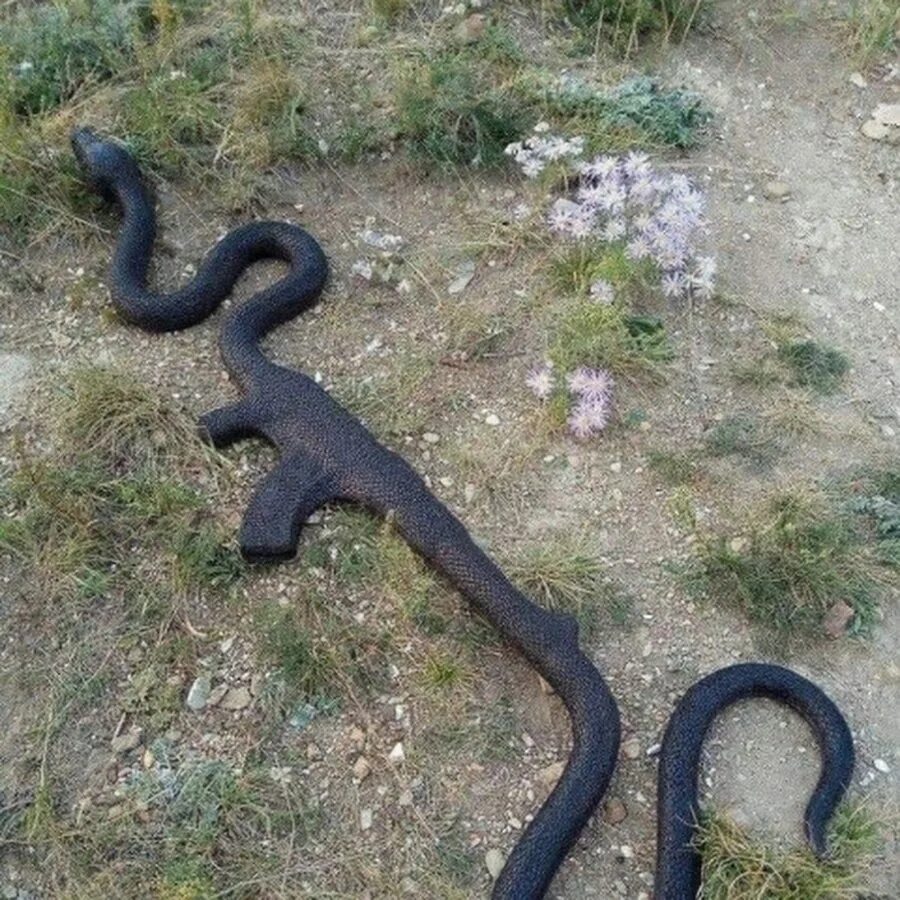 Эту змею можно. Эту змею можно