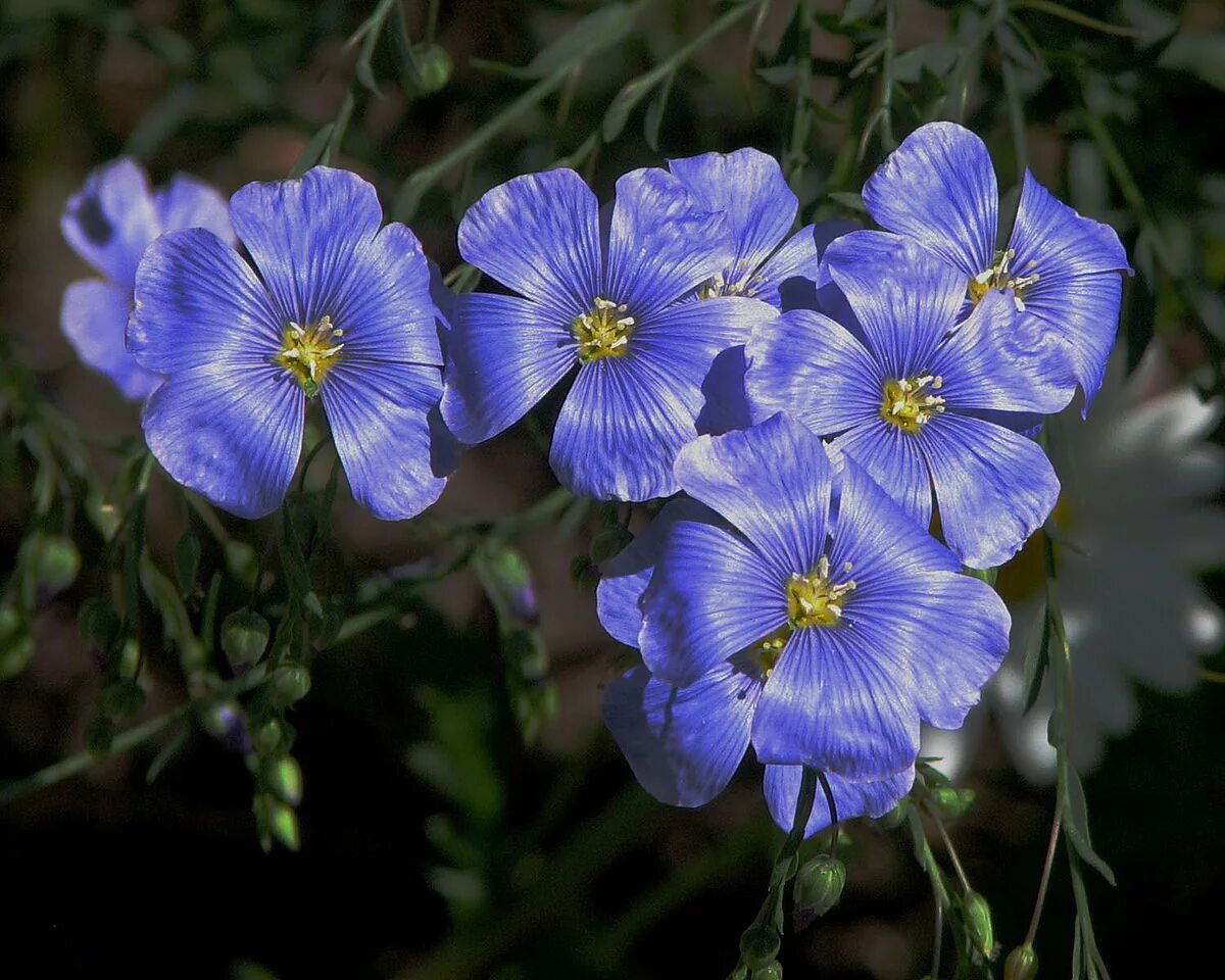 Лен биология. Лен обыкновенный - linum usitatissimum. лён обыкновенный (linum usitatissimum l.). лён обыкновенный долгунец. лен (linum l.).
