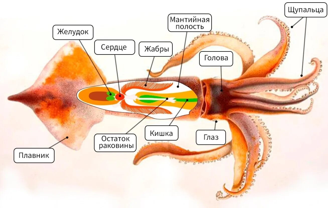 Внутри строение моллюсков головоногих. Строение раковины головоногих моллюсков. Строение головоногих моллюсков ЕГЭ. Схема строения головоногого моллюска. Каракатица организм