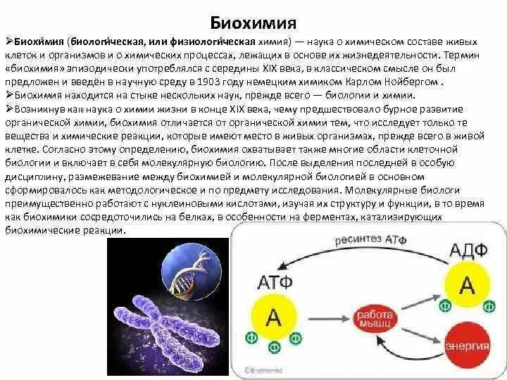 Биохимия микроорганизмов. Биохимия микроорганизмов кратко. Биохимия бактерий микробиология. Биохимические реакции в организме.