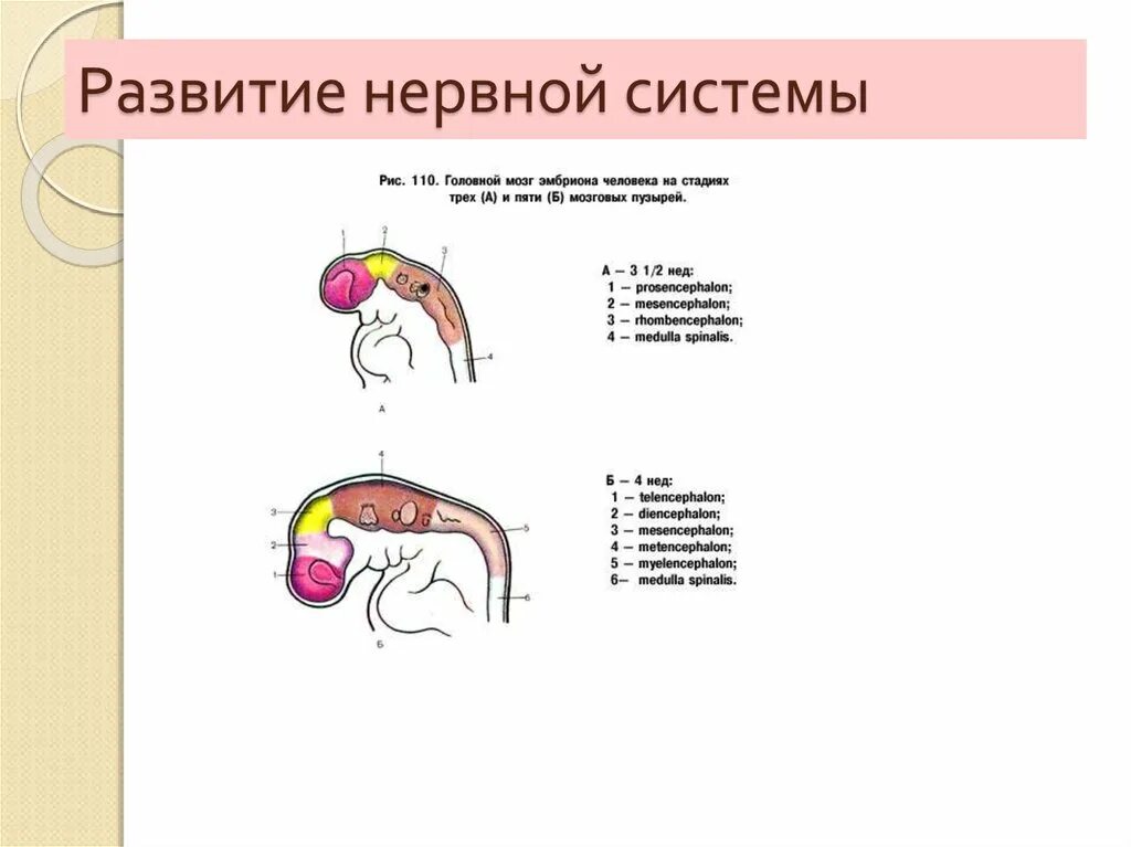 Развитие нервной системы и поведения. Развитие нервной системы. Развитие нервной системы человека анатомия. Схема развития нервной системы человека. Развитие нервной сисит.