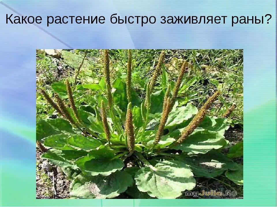 Подорожник лекарственное растение. Растения в домашней аптечке. Подорожник в огороде. Лекарственные растения домашней аптечки. Подорожник как используется человеком