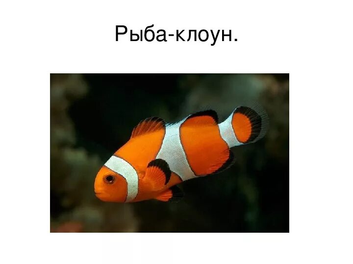 Рыбы проект 3 класс окружающий мир Проект на тему аквариумные рыбки 94 фото