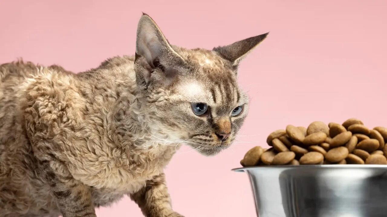 Почему кот закапывает миску с едой. Гипоаллергенные коты. миска для кота. кот из миски мем. протеин для кошек.