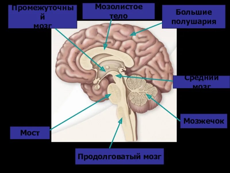Большое полушарие мозолистое тело мост гипоталамус. Мозолистое тело мозга. Анатомия мозолистого тела головного мозга. Мозг строение средний мозолистое тело. Мозолистое тело больших полушарий.