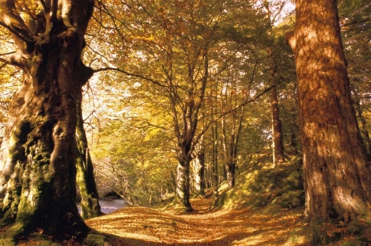 Солнечный осенний лес. Пенек в лесу. Природа лес. Пенек в лесу. Осенний лес.