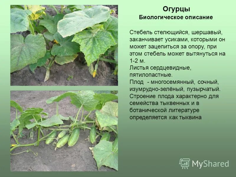 Строение стебля огурца. Стелющийся стебель огурца. Огурцы сорт лист. Огурец посевной стебель.