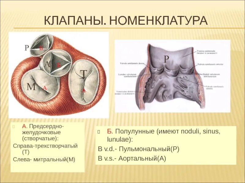 Клапаны аппарата сердца предсердно-желудочковые клапаны. Клапаны сердца створчатые и полулунные. Трехстворчатый клапан анатомия. Створки трехстворчатого клапана анатомия. Клапан правого предсердно желудочкового отверстия