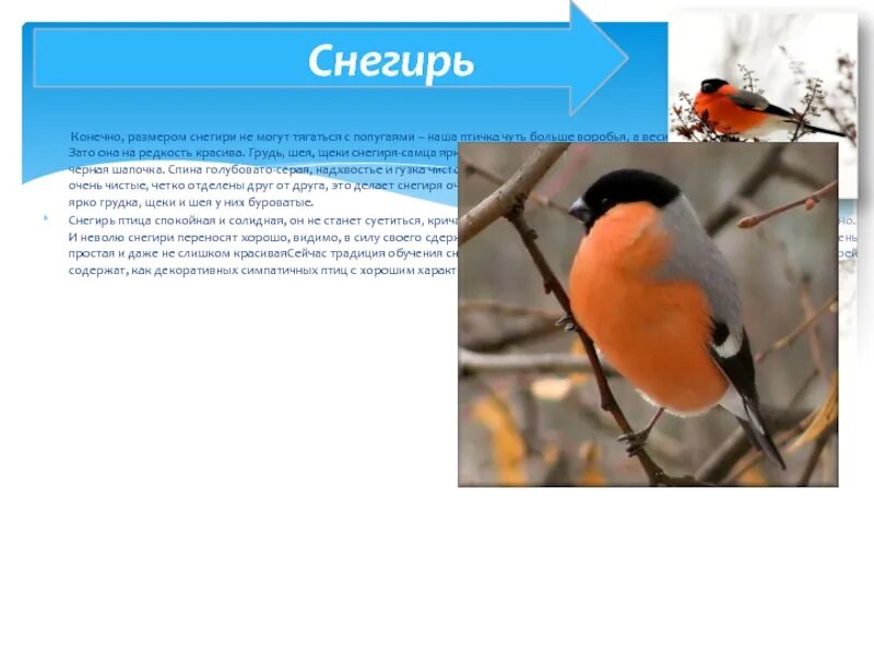 Птицы саратовской области. Снегирь размер. Снегирь размер птицы. Габариты снегиря. Снегирь размер.