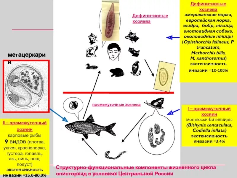 Описторхоз хозяева. Описторхоз дефинитивный хозяин. описторхоз плотоядных схема. жизненный цикл описторхоза животных.