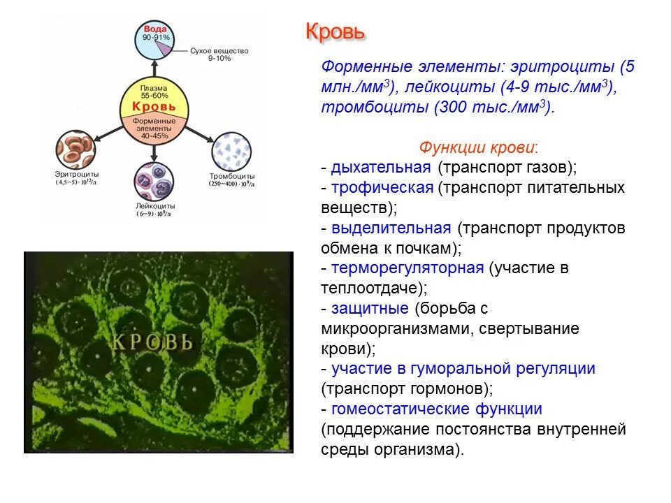 Лейкоциты 3 эритроциты 4. Форменные элементы крови лимфоциты. форменные элементы функции крови эритроциты. форменные элементы крови обеспечивающие дыхательную функцию. функции эритроцитов лейкоцитов тромбоцитов.