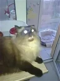 Почему кот бьется током. Кот бу.