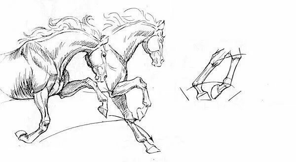 Передвижение лошади. Зарисовки лошадей в движении. Лошадь в движении рисунок. Лошадь в движении карандашом. Нарисовать лошадь в движении.
