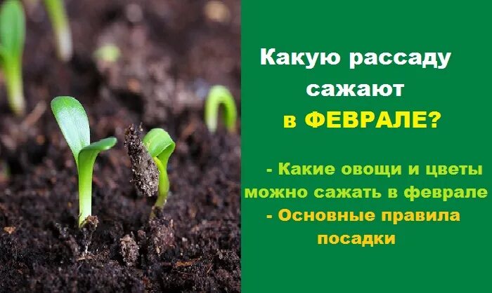 Какие семена можно посадить в мае. Посадки в феврале на рассаду. Сеем цветы на рассаду в феврале. Пора сажать рассаду. Посев рассады овощей в феврале.