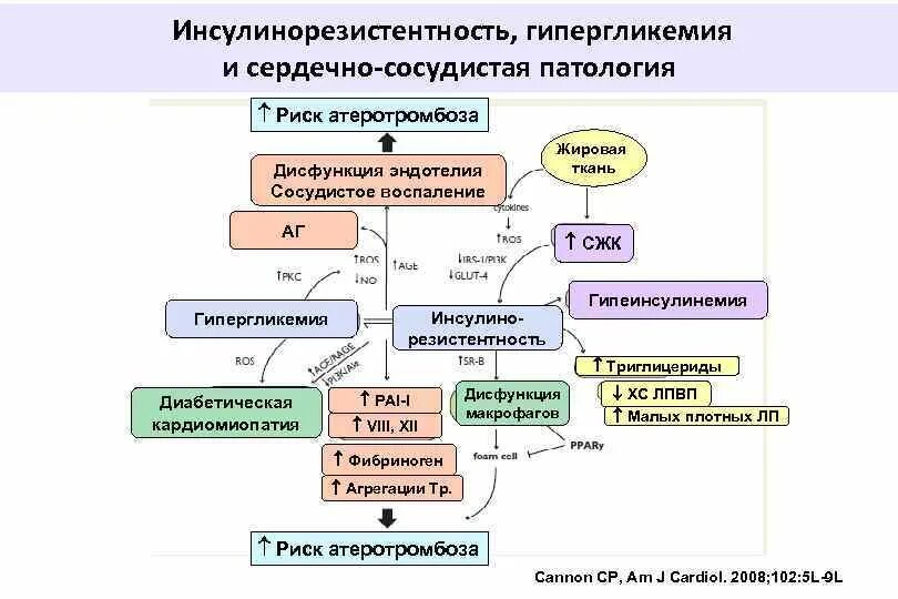 Инсулинорезистентность клинические проявления. Инсулинорезистентность патогенез. Причины развития инсулинорезистентности. Инсулинорезистентность схема.