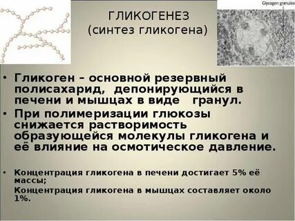 Печень запасает углеводы