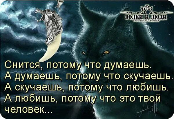 К чему снится волк женщине замужней нападает. Что если приснился волк. волк увидел. к чему снятся волки мужчине.