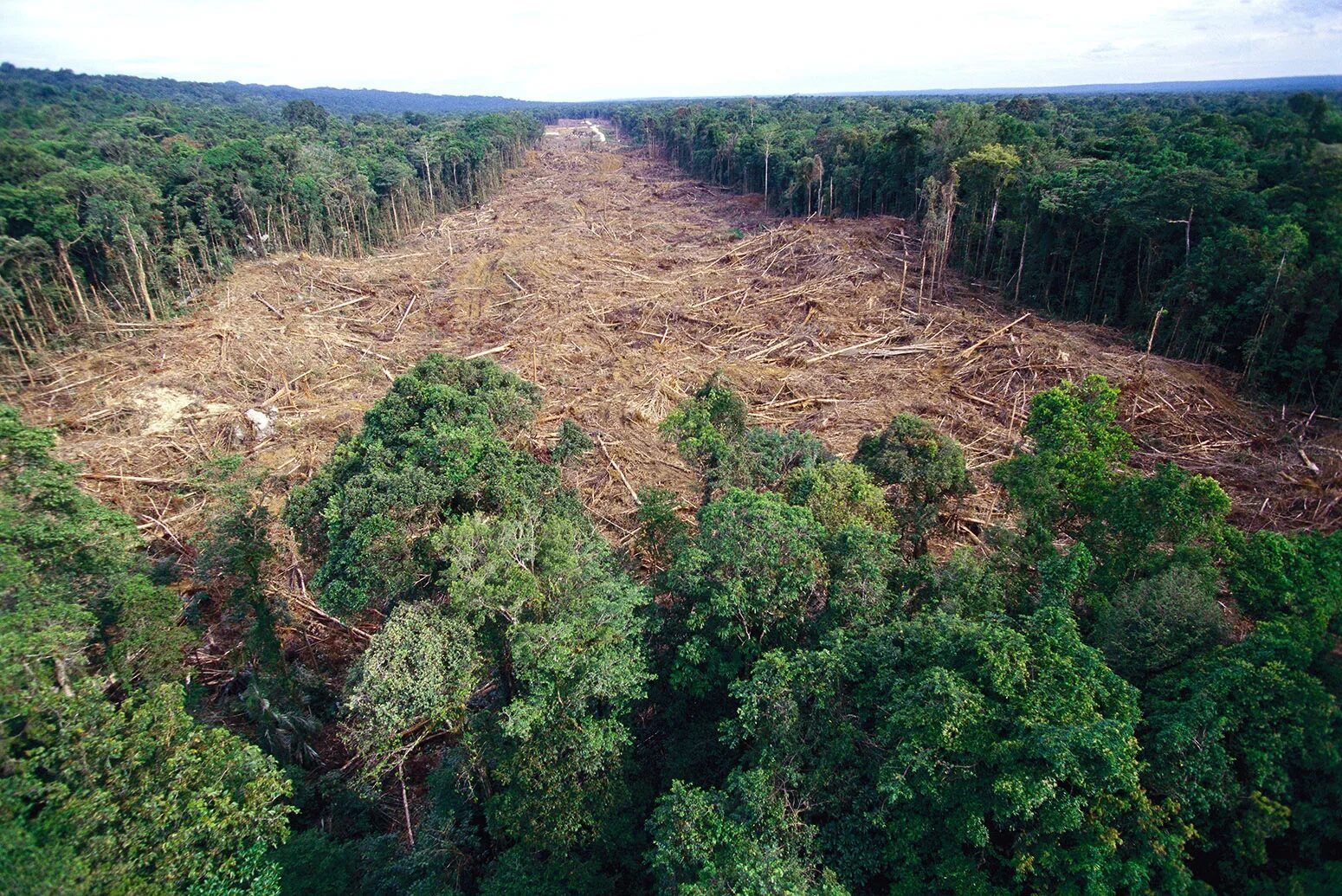 Cut down forest. Обезлесение в Индии. Обезлесение Бразилии. Долина Мехико обезлесение. Вырубка лесов в субтропиках России.