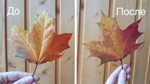 Ламинирующие листы. Заламинировать листочки. Заламинированные осенние листья. Ламинированные осенние листья.