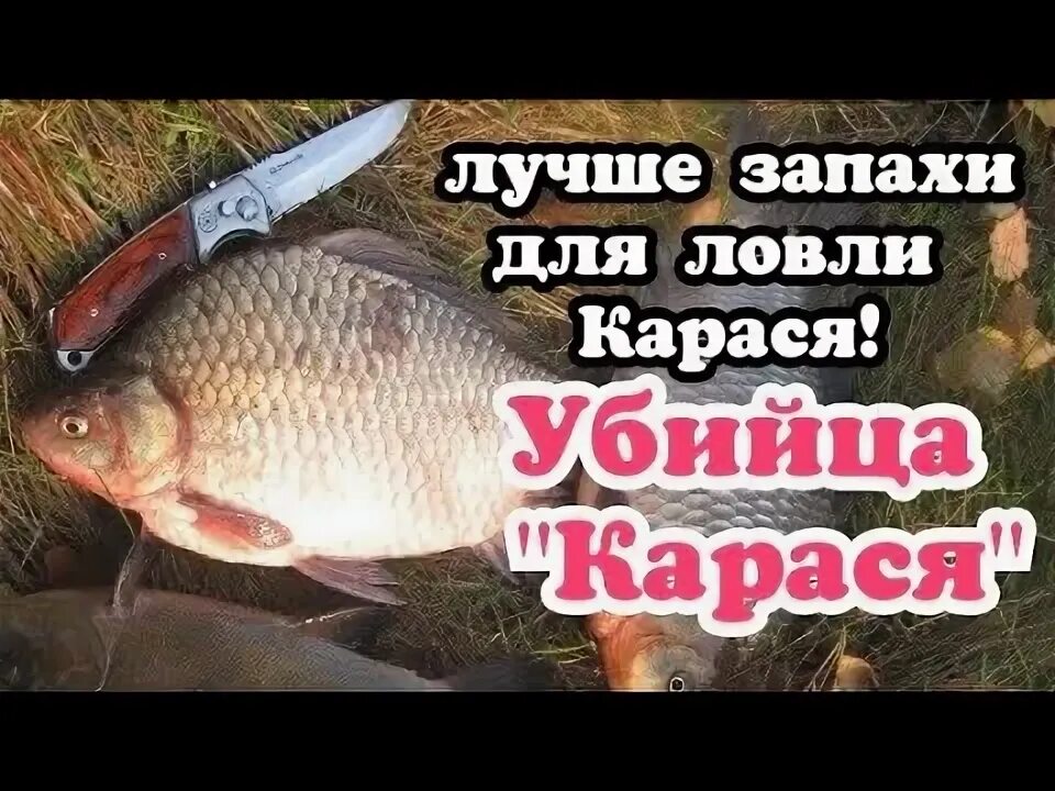 Карась любит запах. Карась любит запах