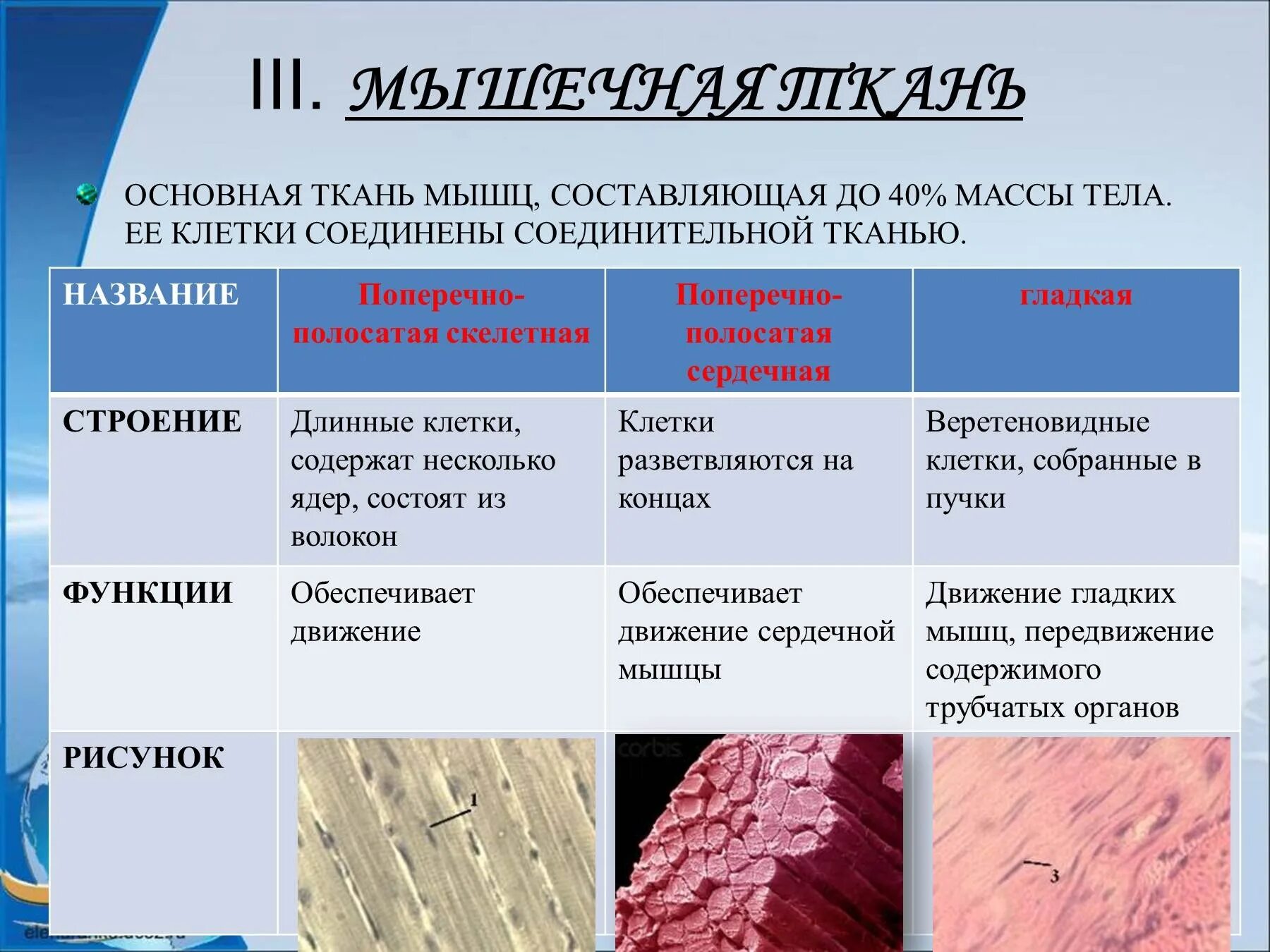 Строение клеток поперечно полосатой мышечной