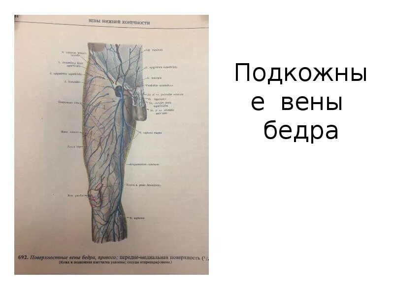 Вена в паху у мужчин. Подкожная и бедренная вены.