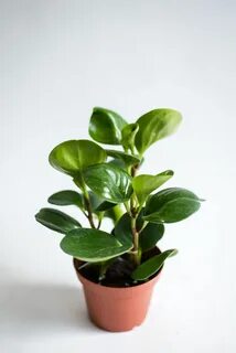 Plants co
