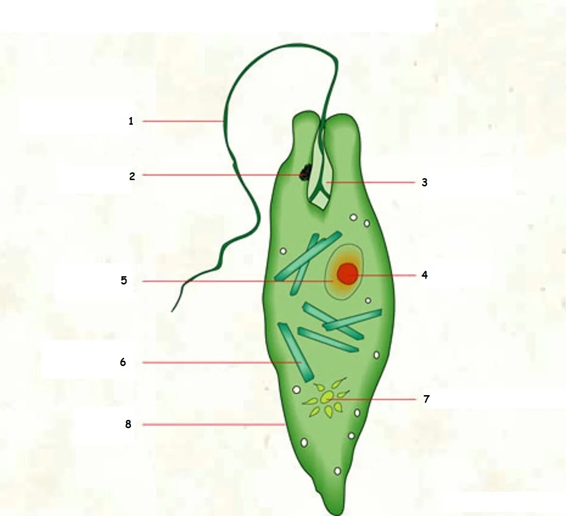 Зелено какая часть. Эвглена зеленая. Евглена зеленая строение. Строение эвглены. Структура эвглены зеленой.