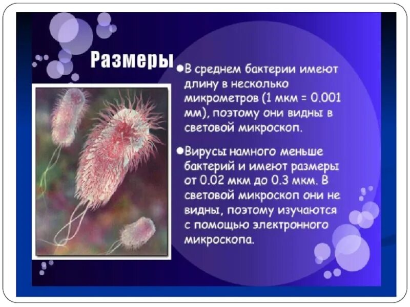 Размер микроба. Вирусы и бактерии по биологии. размеры вирусов и бактерий. диаметр бактерии. микроорганизмы презентация вирусы.