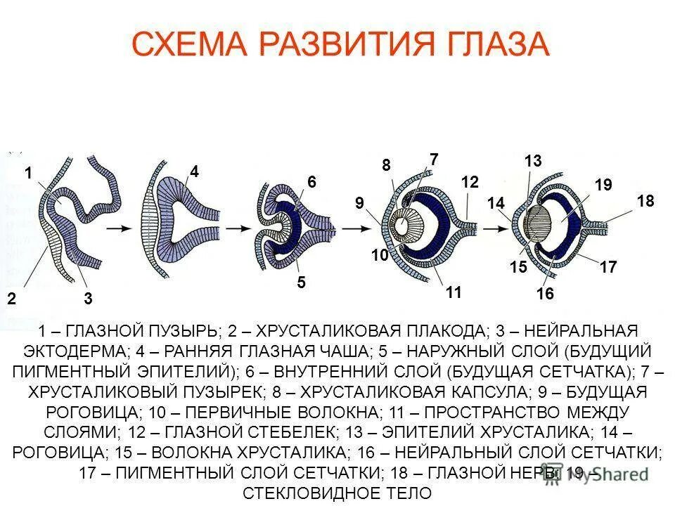 Индукция гистология