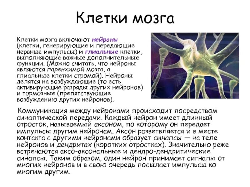 Короткие ветвящиеся отростки нервных клеток. Клетки мозга. Строение клетки мозга. Нейроны являются клетками. Короткий отросток нейрона называется.
