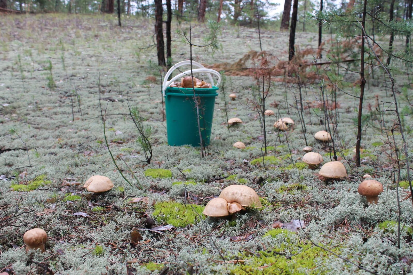 Поход в лес за грибами. Много грибов. Сбор грибов в лесу. Много грибов в лесу.