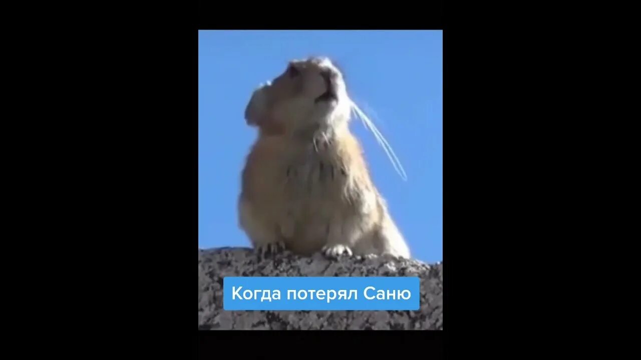 Хомяк санек. Суслик санек. суслик кричит санек. сурок кричит. сань саня санек суслик.