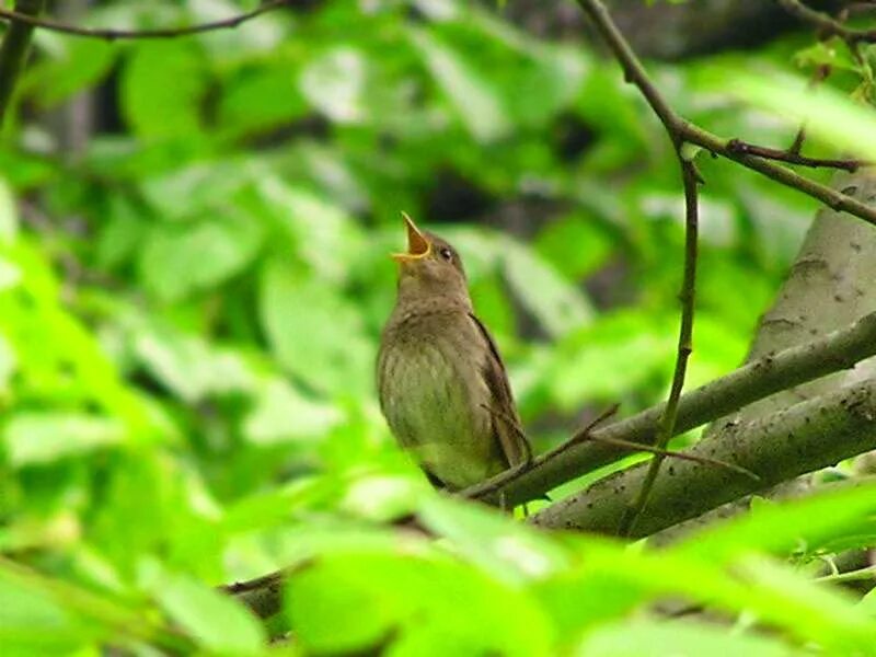 трепетали жаворонки. трепетали жаворонки. жаворонок в городе. полевой жаворонок. певчий жаворонок.
