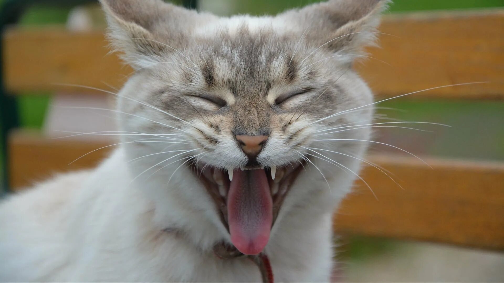 Кот смеется мем. Коты с высунутым языком. смешные морды котов.