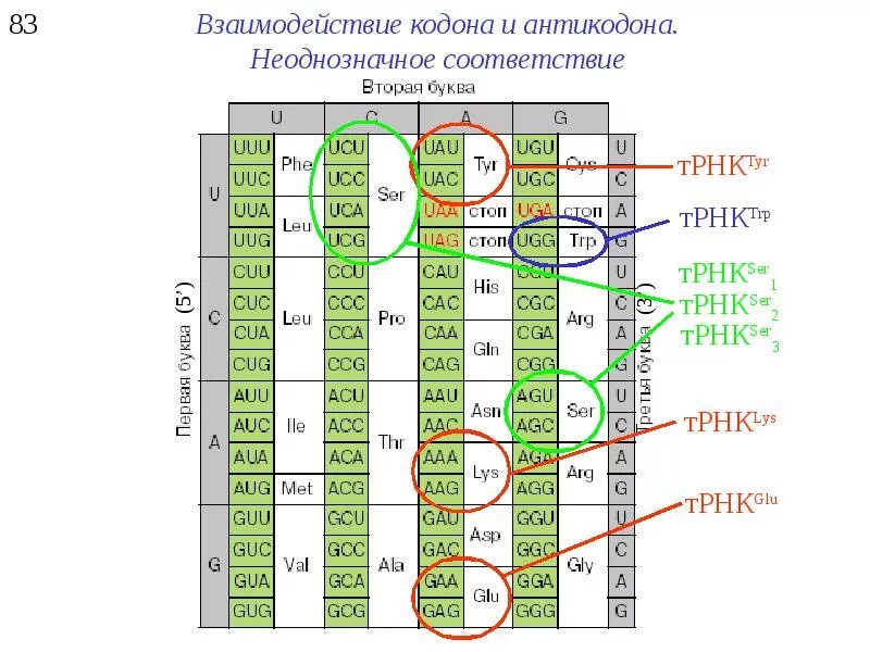 Кодоны т рнк. Кодон и антикодон. Соответствие кодонов и антикодонов. Кодон-антикодоновое взаимодействие. Т РНК антикодон кодон.