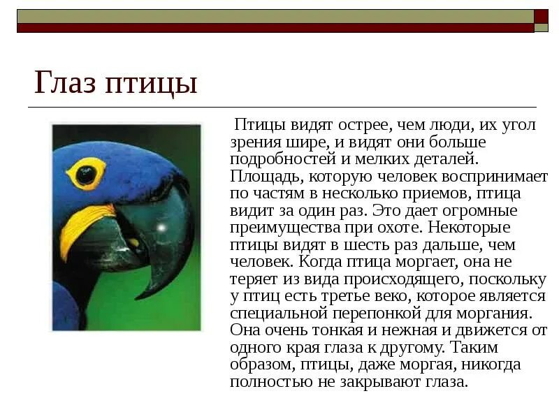 Строение глаза птицы. Зрение птиц в ультрафиолете. Мир глазами животных. Цветное зрение у птиц. Необычные глаза животных.