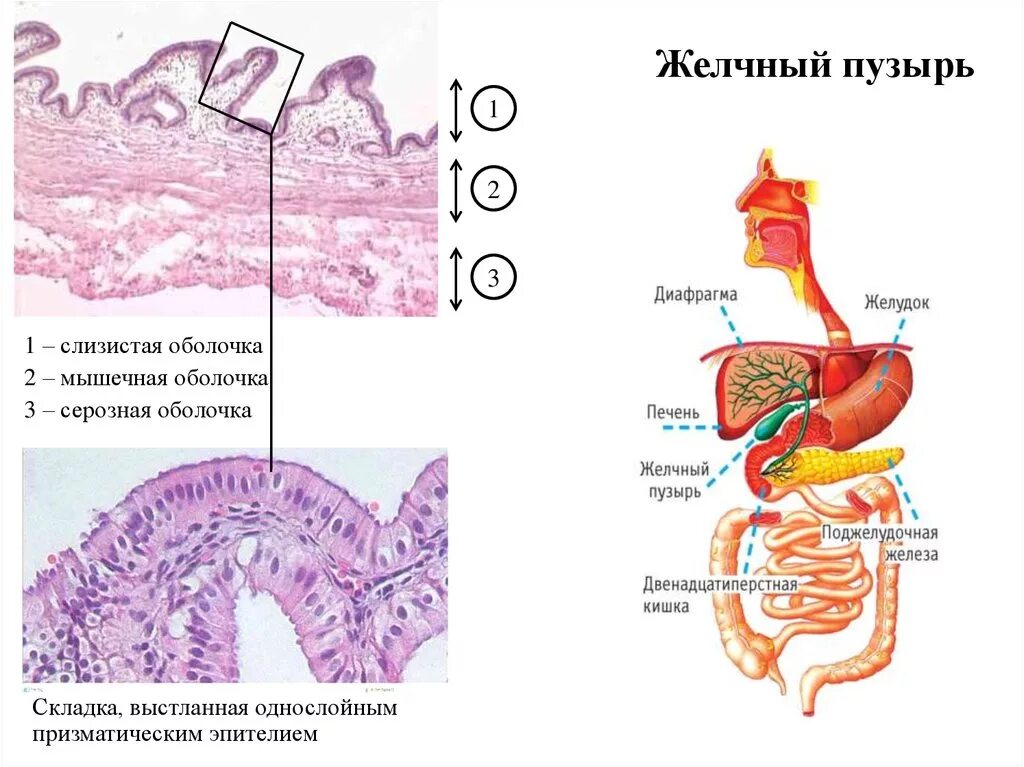 Слизистая оболочка желчного пузыря. Слизистая желчного пузыря гистология. Стенка желчного пузыря гистология. Строение слизистой оболочки желчного пузыря гистология. Желчный пузырь гистология.