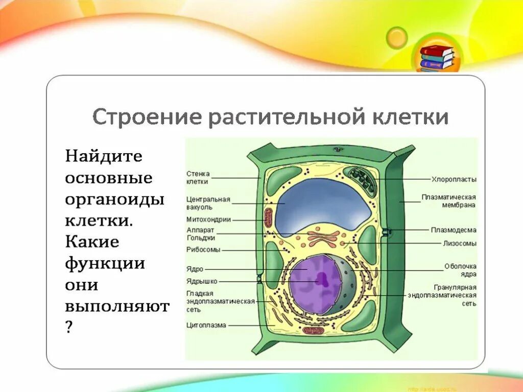 Строение и функции органоидов клетки растений. Строение растительной клетки органеллы и их функции. Строение клетки растения и их функции. Строение растительной клетки структуры и функции. Органоиды растительной клетки впр