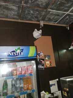 Бар белый волк