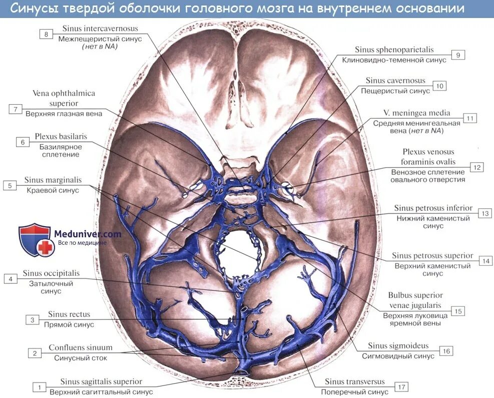 Верхние вены мозга. Топография синусов твердой мозговой оболочки. Анатомия венозных синусов твердой мозговой оболочки головного мозга. Синус твердой мозговой оболочки, впадающий в синусный Сток. Синусы твердой мозговой оболочки латынь.