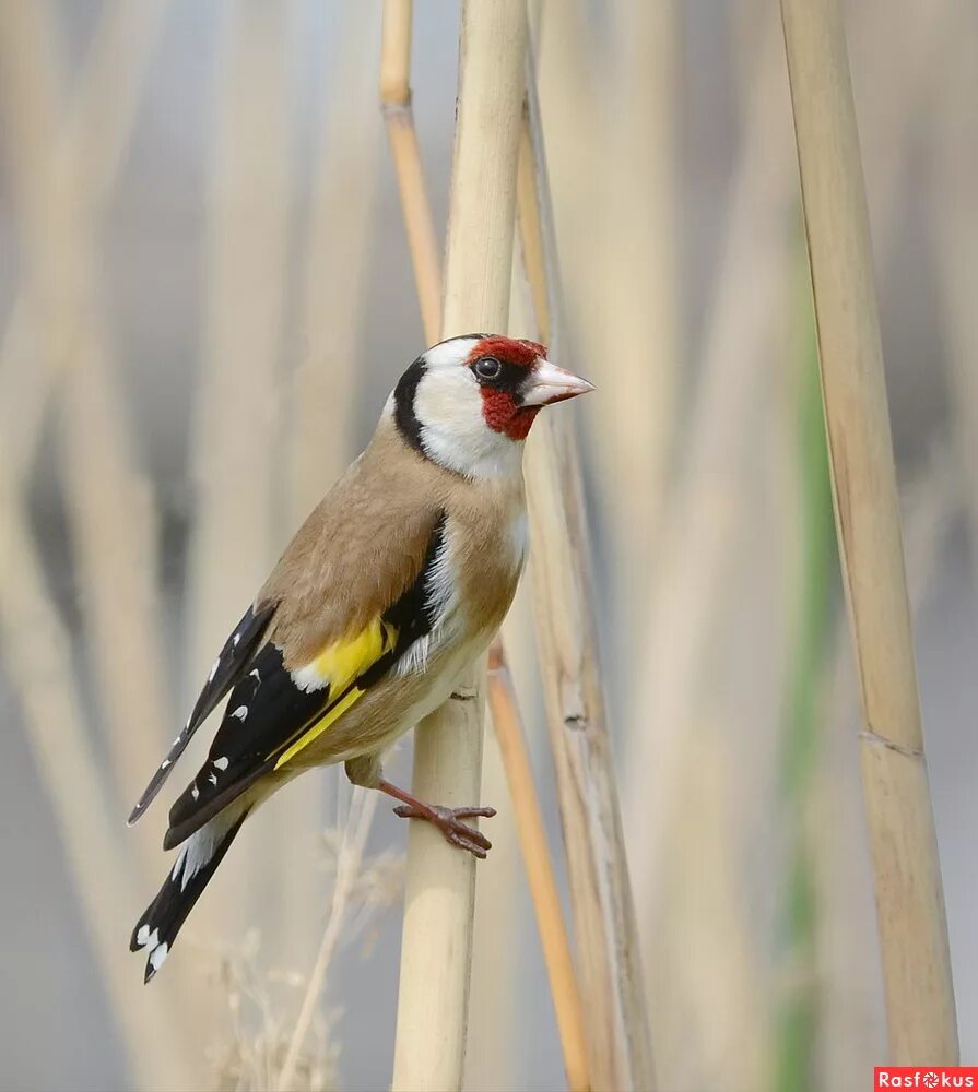 Птица чижик, щегол. Черноголовый щегол птица. Щегол т. Черноголовый щегол зеленушка. Щегол т.